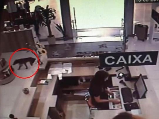 Chu cho trom sach bi camera ghi lai hinh anh