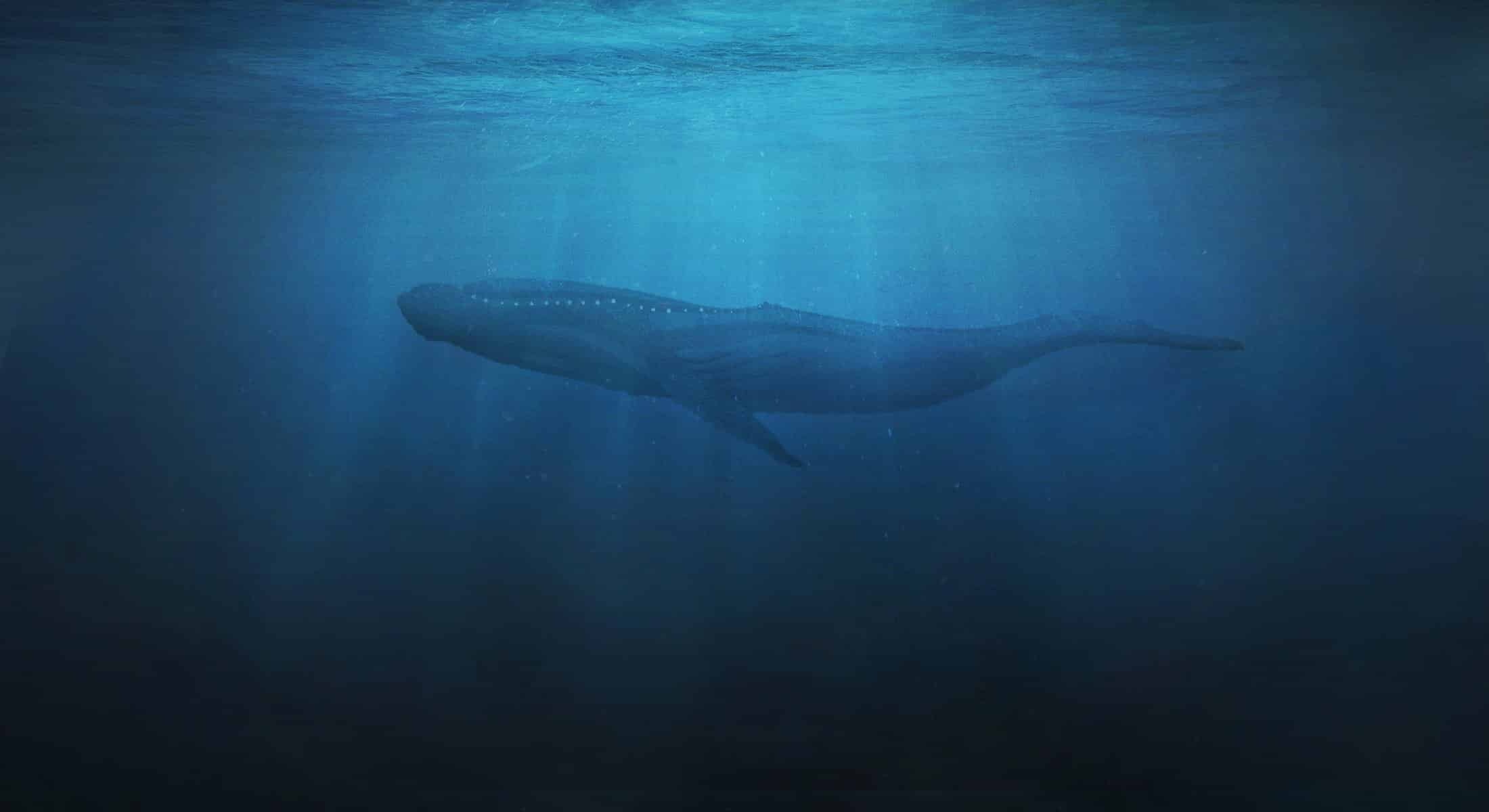 thử thách cá voi xanh ảnh 2 thu thach ca voi xanh anh 2