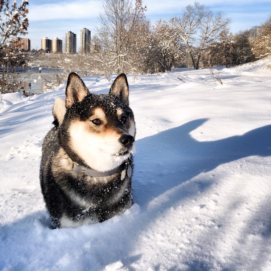 chu cho ve tranh kiem tien anh 13