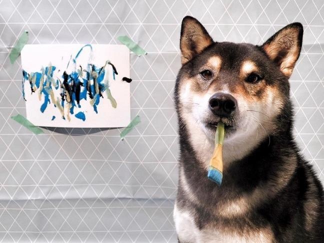 Chu cho Shiba co Instagram rieng, kiem ra tien nho tai ve tranh hinh anh