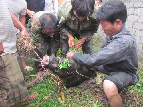 5 phut vat lon voi heo rung can nat chan nguoi hinh anh