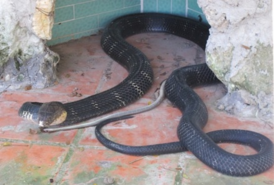 Cu ba 85 thoat chet khi bi ho mang chua, ran cap nia can hinh anh