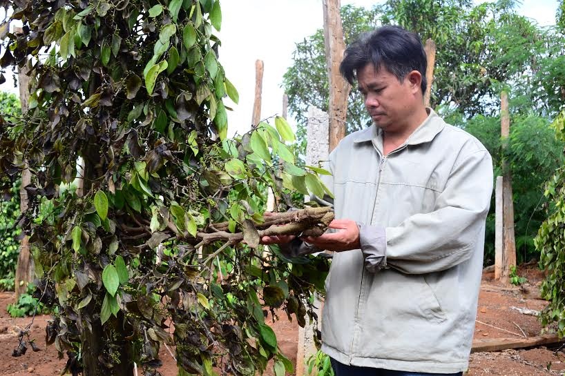 Vườn tiêu nhà ông Hữu bị kẻ gian chặt gần hết.