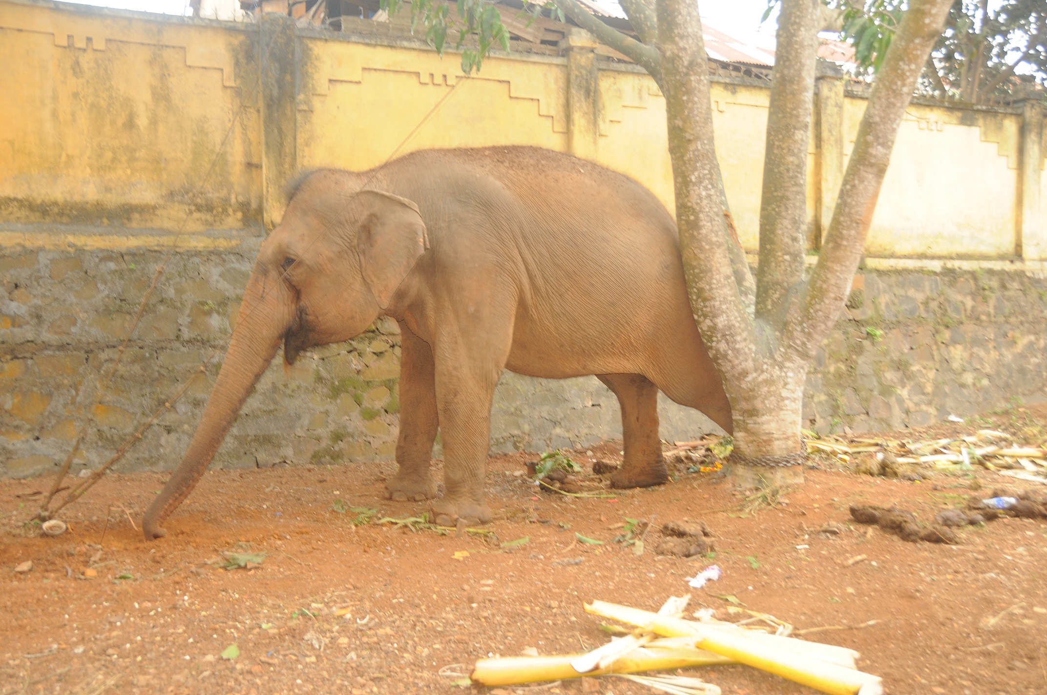 Voi cua doan xiec quat roi giam len be trai 12 tuoi hinh anh