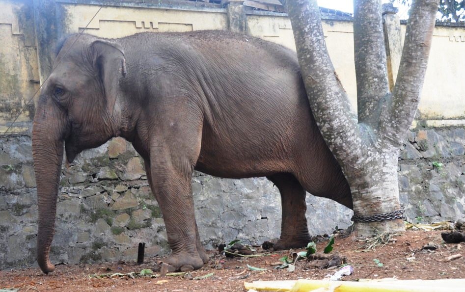 Voi nang 3 tan quat chet be trai 12 tuoi bi xich chat hinh anh