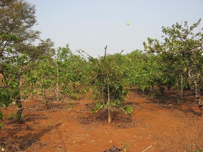 Vườn cà phê nơi Hùng thực hiện hành vi đồi bại. Ảnh: Khải Hoàng.