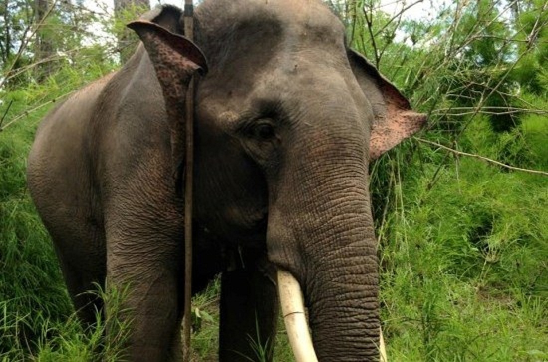 Voi 20 tuoi bi trom cua nga giua rung hinh anh