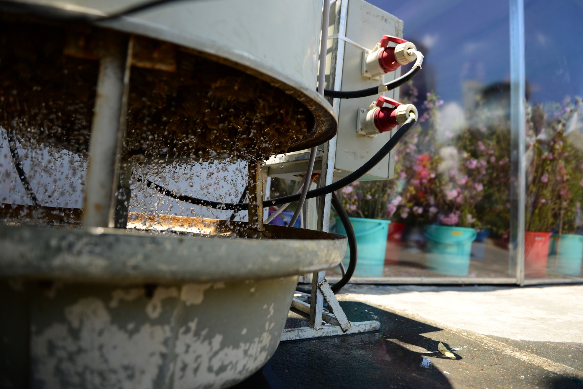 Le hoi hoa anh dao Sai Gon anh 12