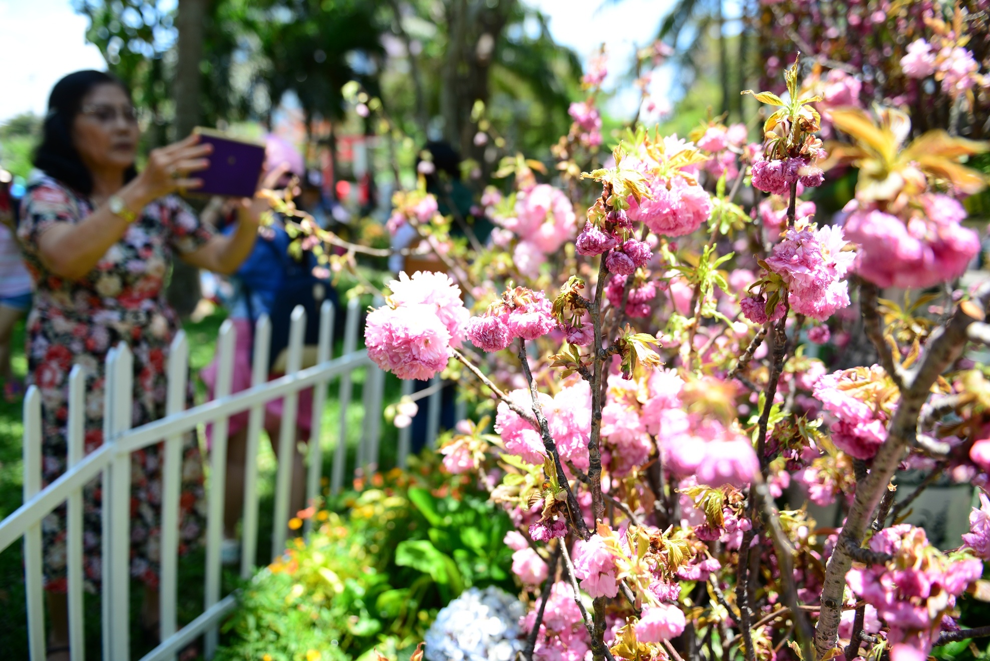 Le hoi hoa anh dao Sai Gon anh 17