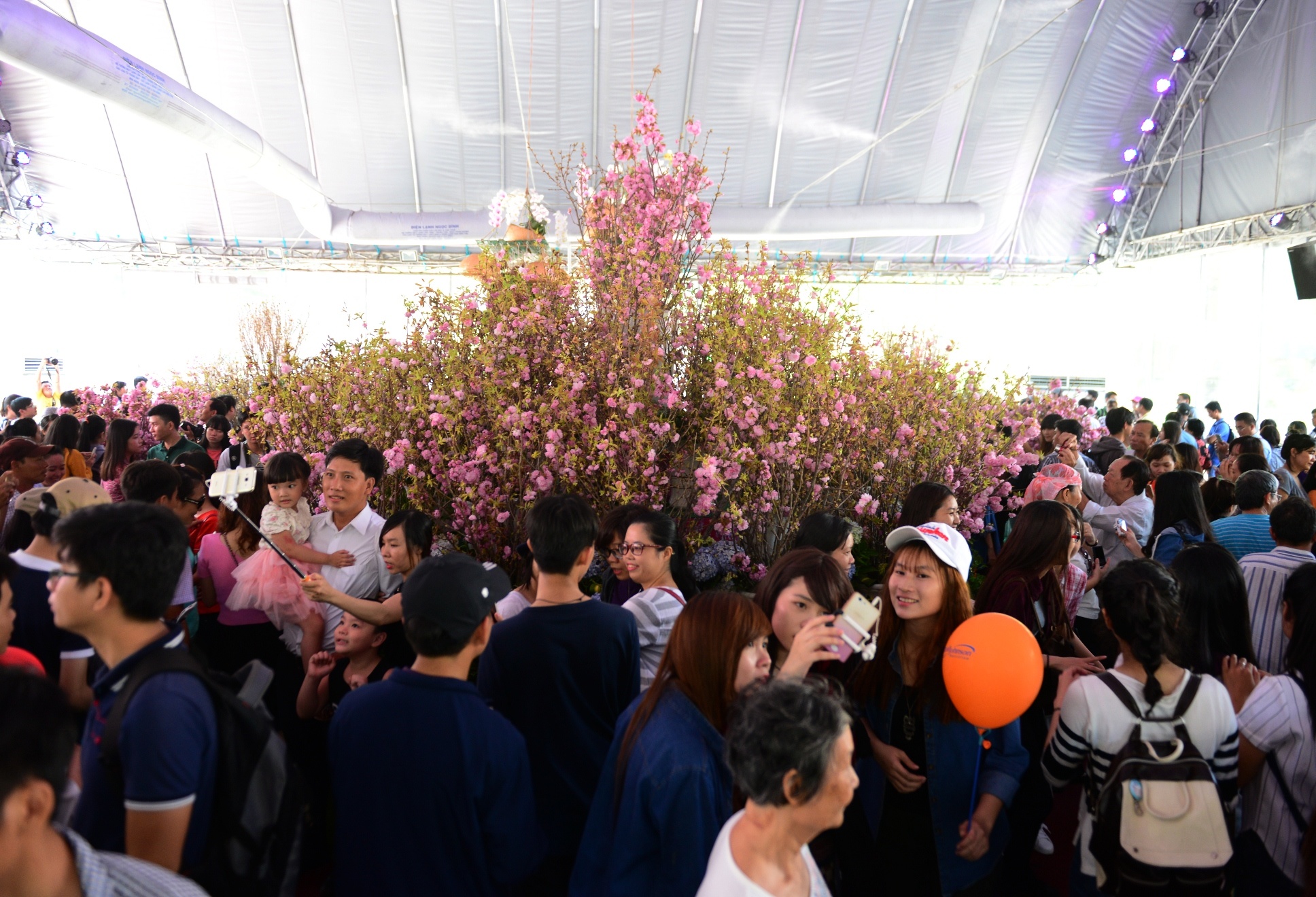 Le hoi hoa anh dao Sai Gon anh 5