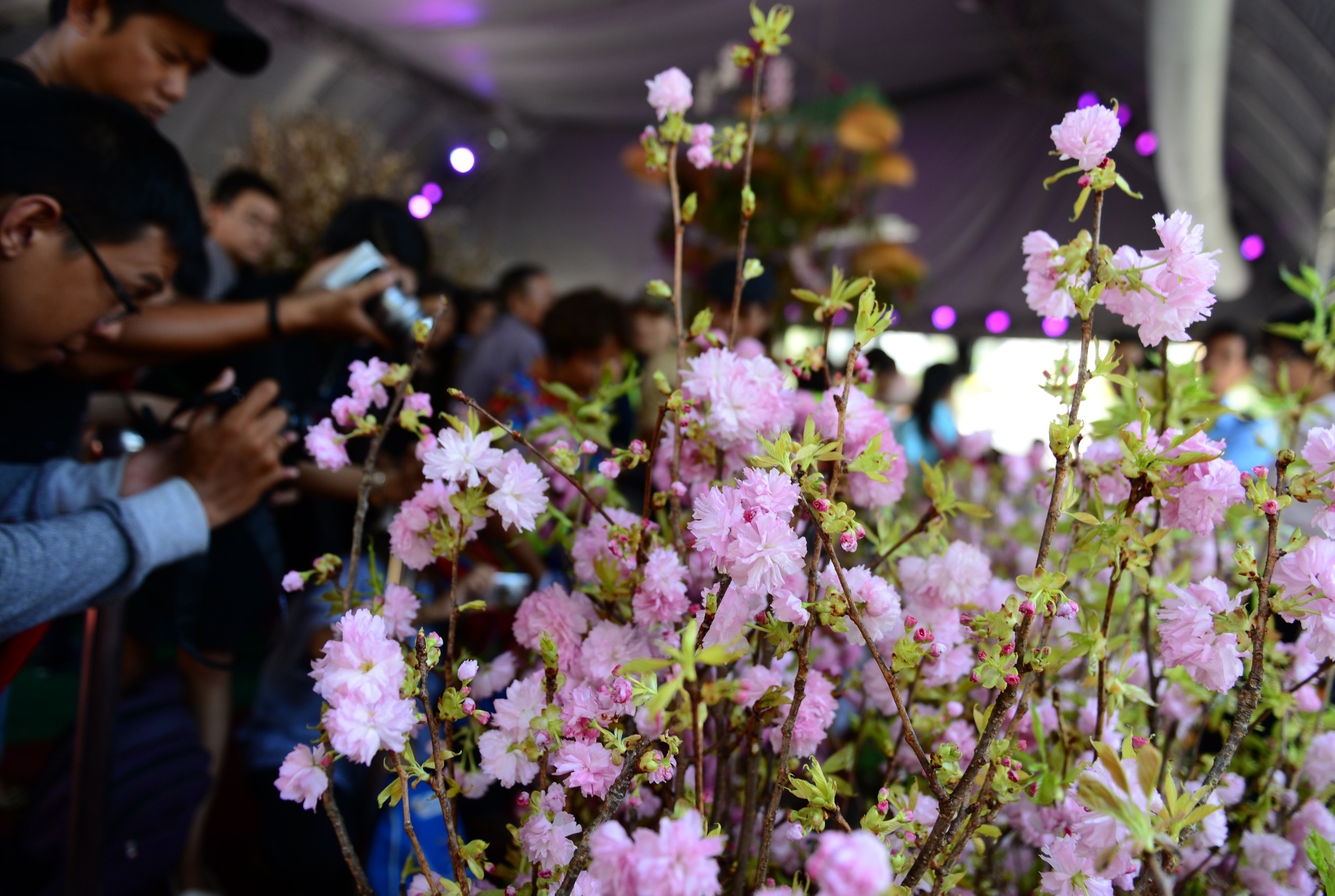 Le hoi hoa anh dao Sai Gon anh 7