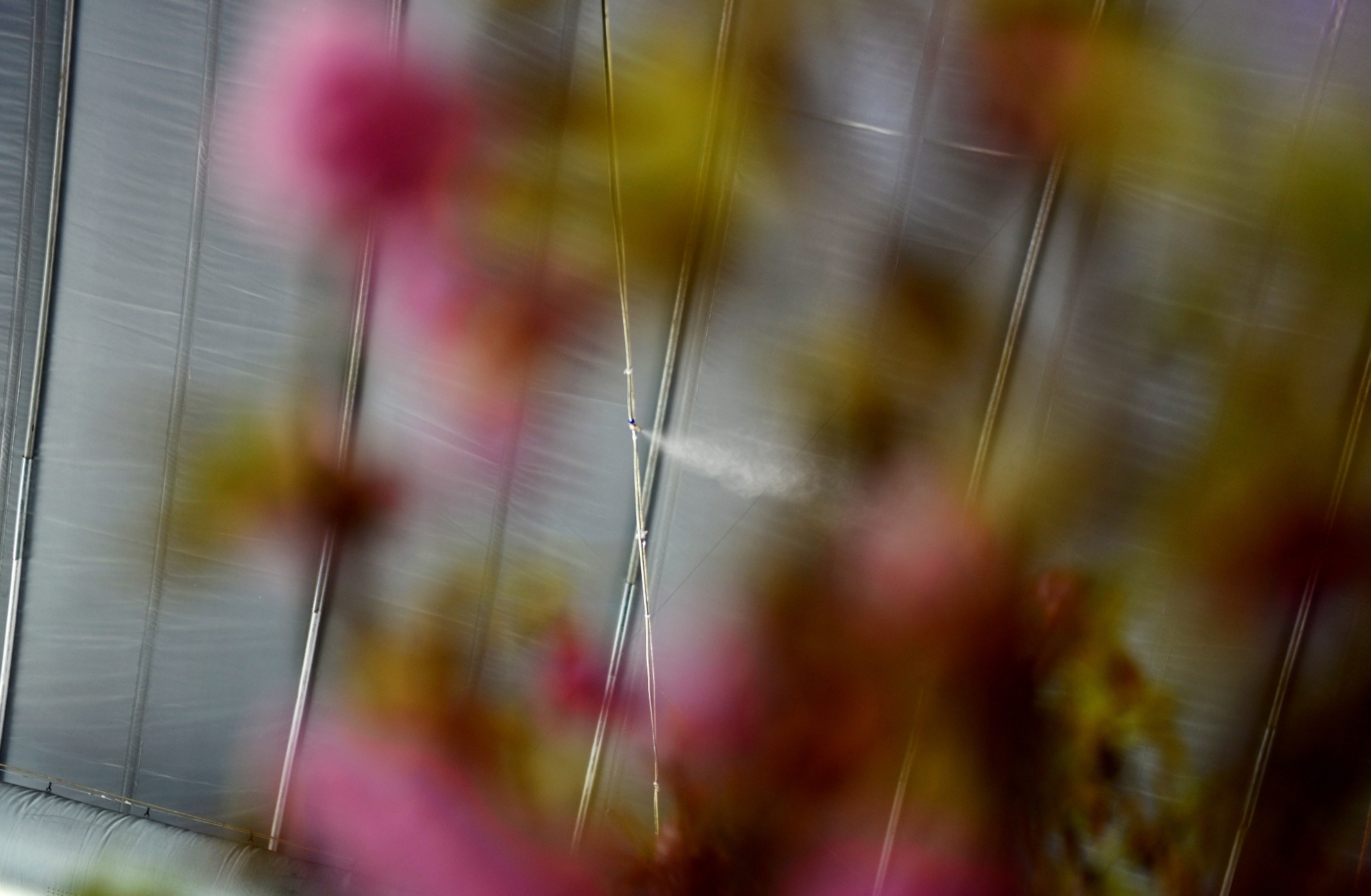 Le hoi hoa anh dao Sai Gon anh 8