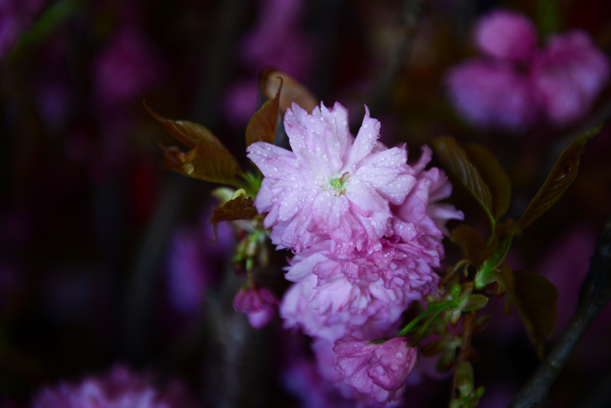 Le hoi hoa anh dao Sai Gon anh 9