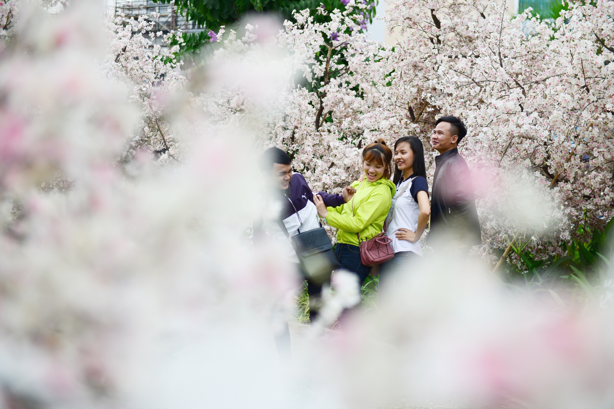 vuon hoa anh dao tai Sai Gon anh 3