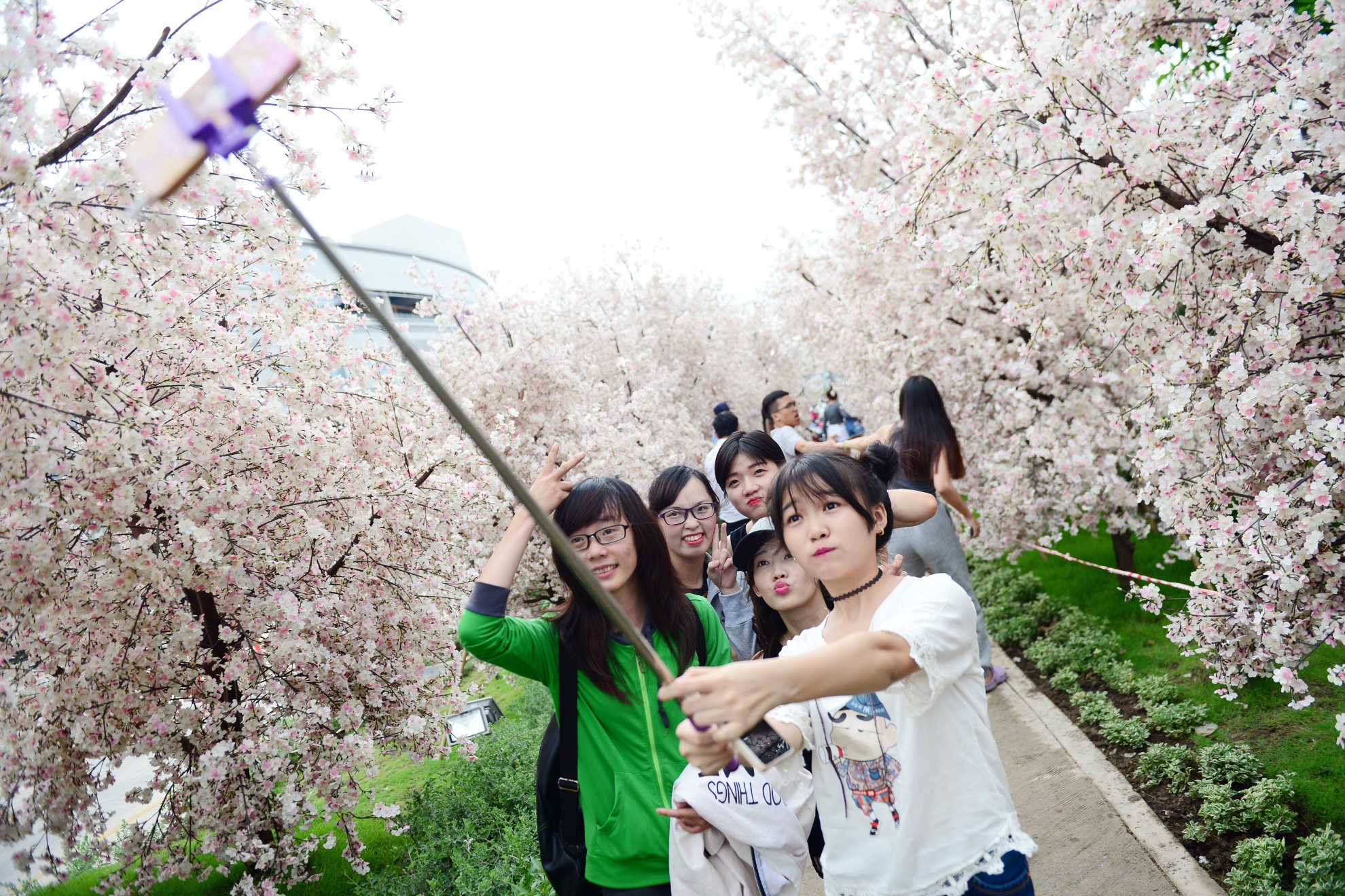 vuon hoa anh dao tai Sai Gon anh 5