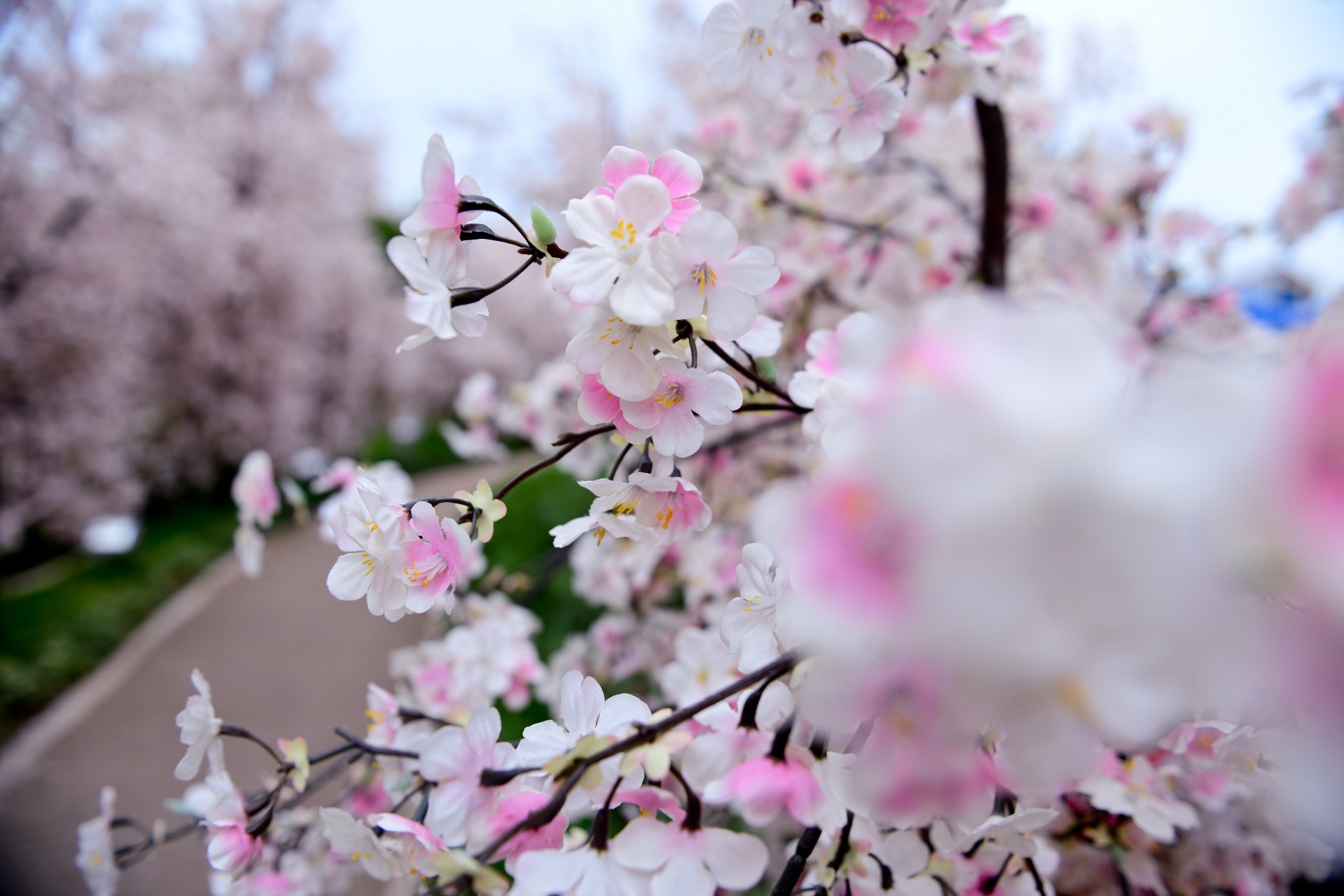 vuon hoa anh dao tai Sai Gon anh 9