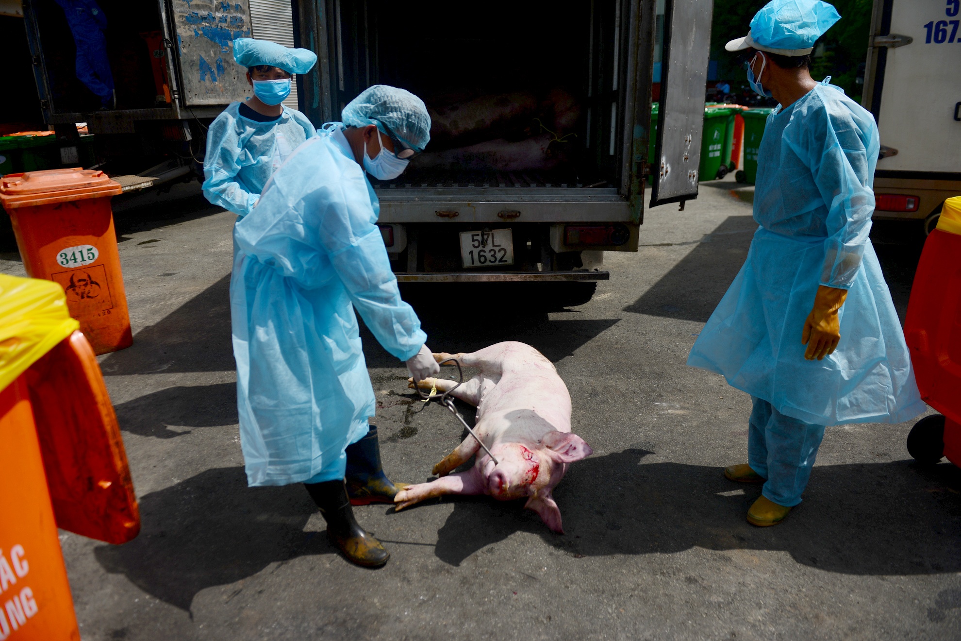 Heo bi tiem thuoc an than anh 3