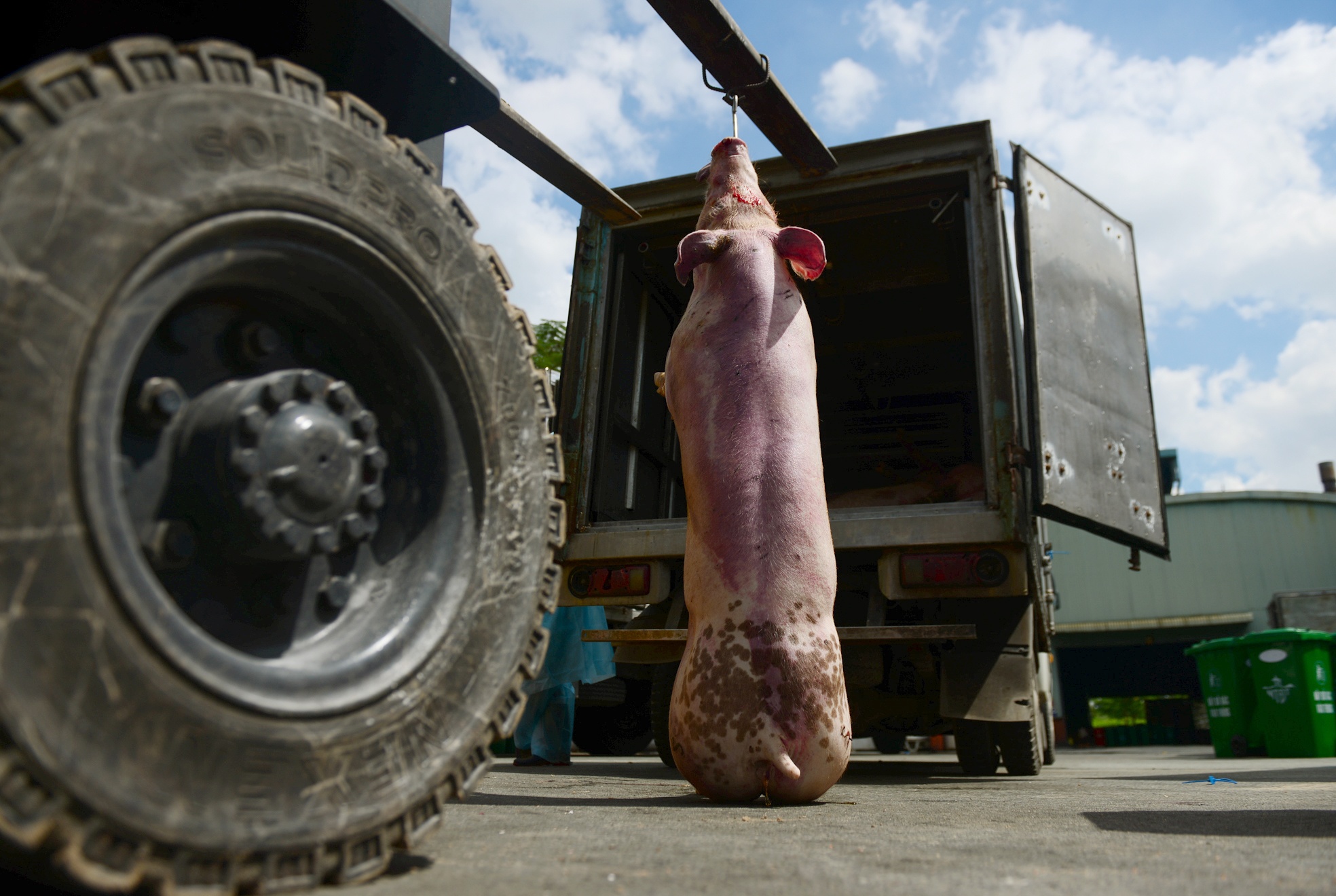 Heo bi tiem thuoc an than anh 4