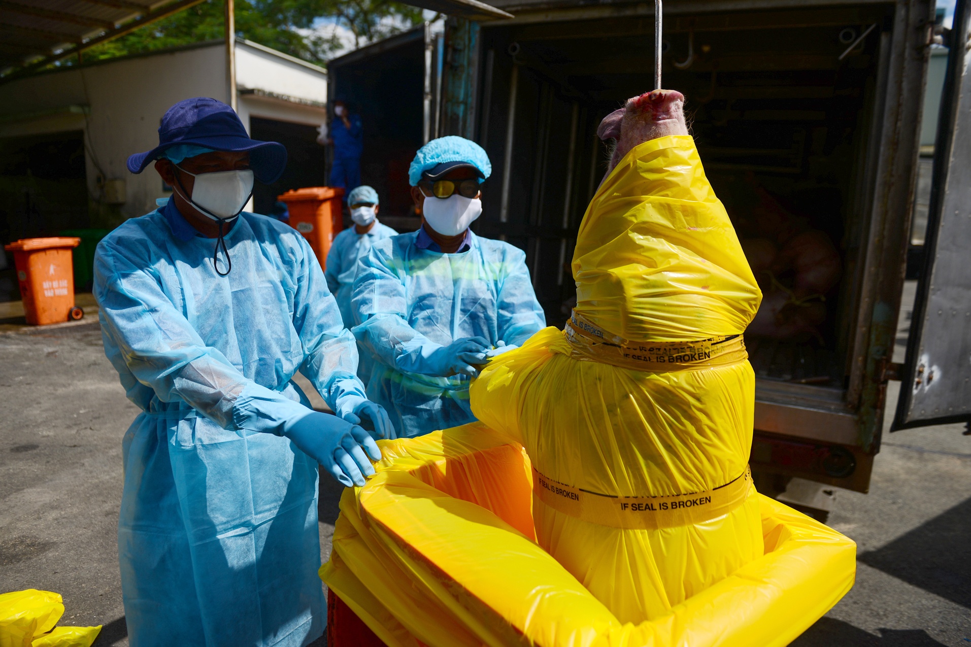 Heo bi tiem thuoc an than anh 5