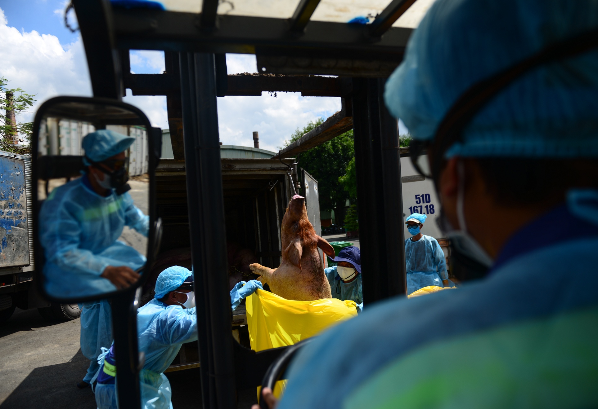 TP.HCM tieu huy 3750 con heo bi tiem thuoc an than hinh anh