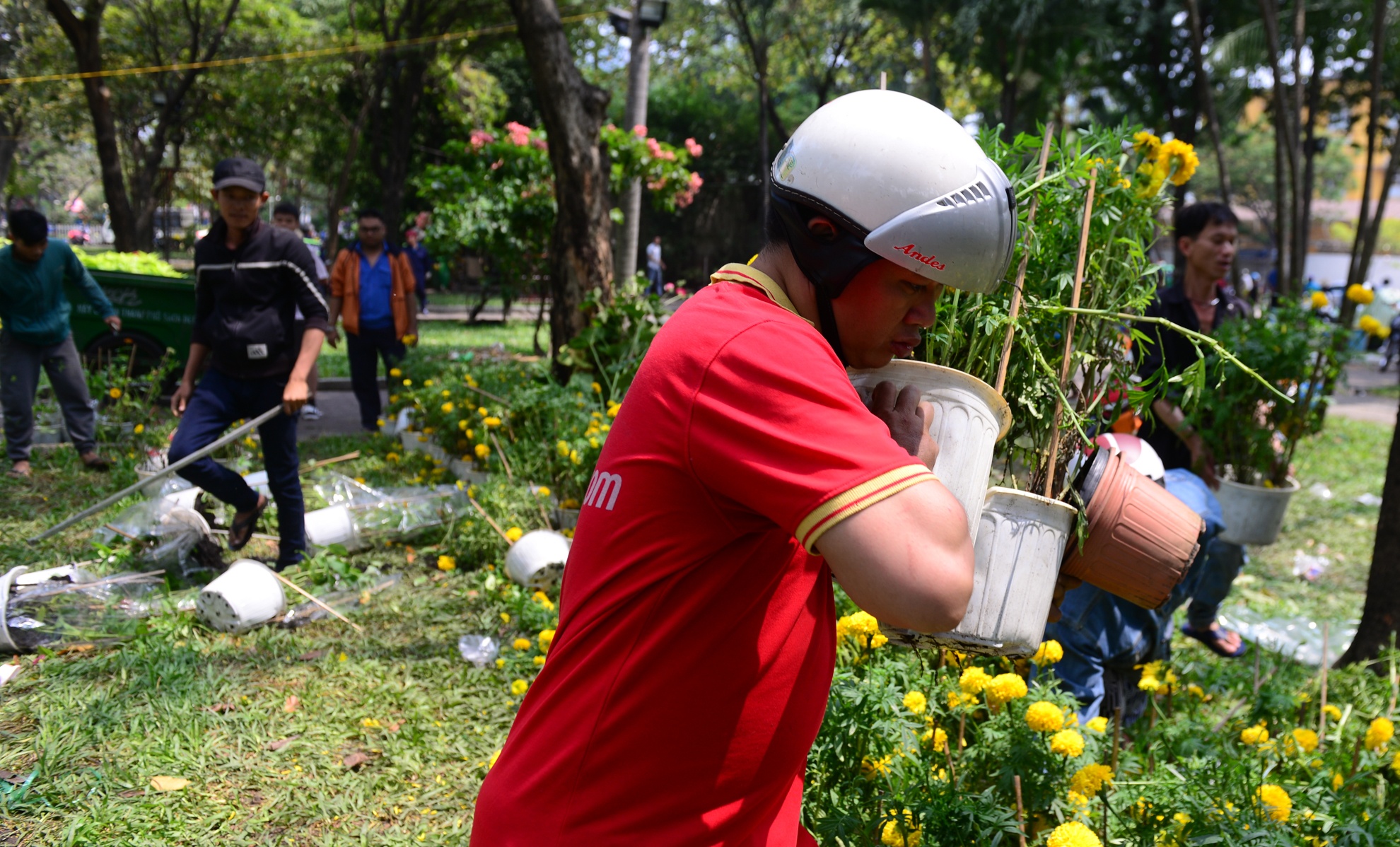 hoa tet e,  dap bo hoa tet,  hoa tet o sai gon anh 9