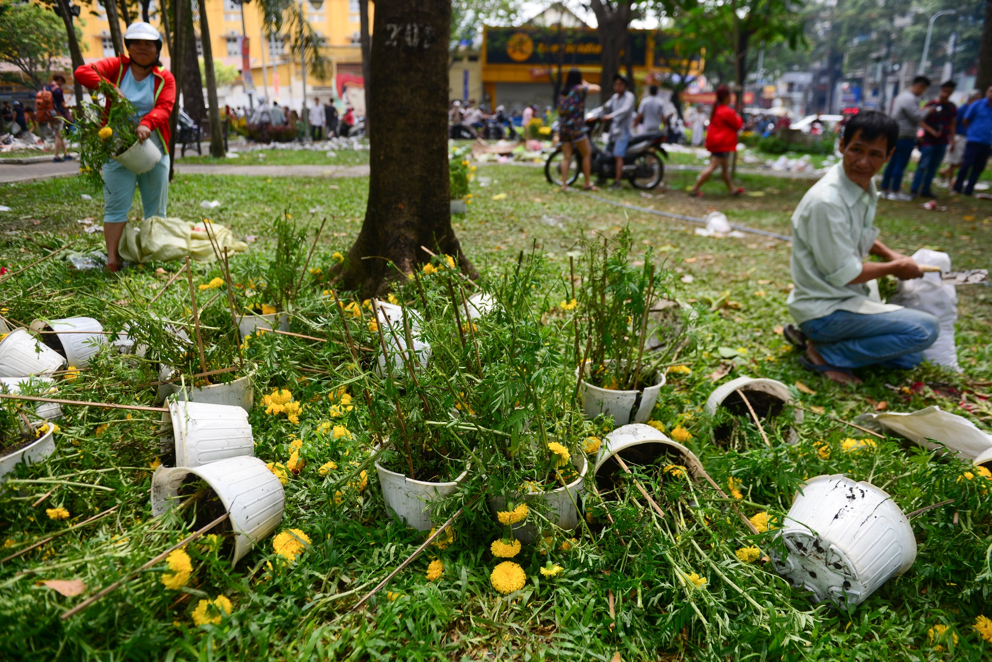 hoa tet e,  dap bo hoa tet,  hoa tet o sai gon anh 10
