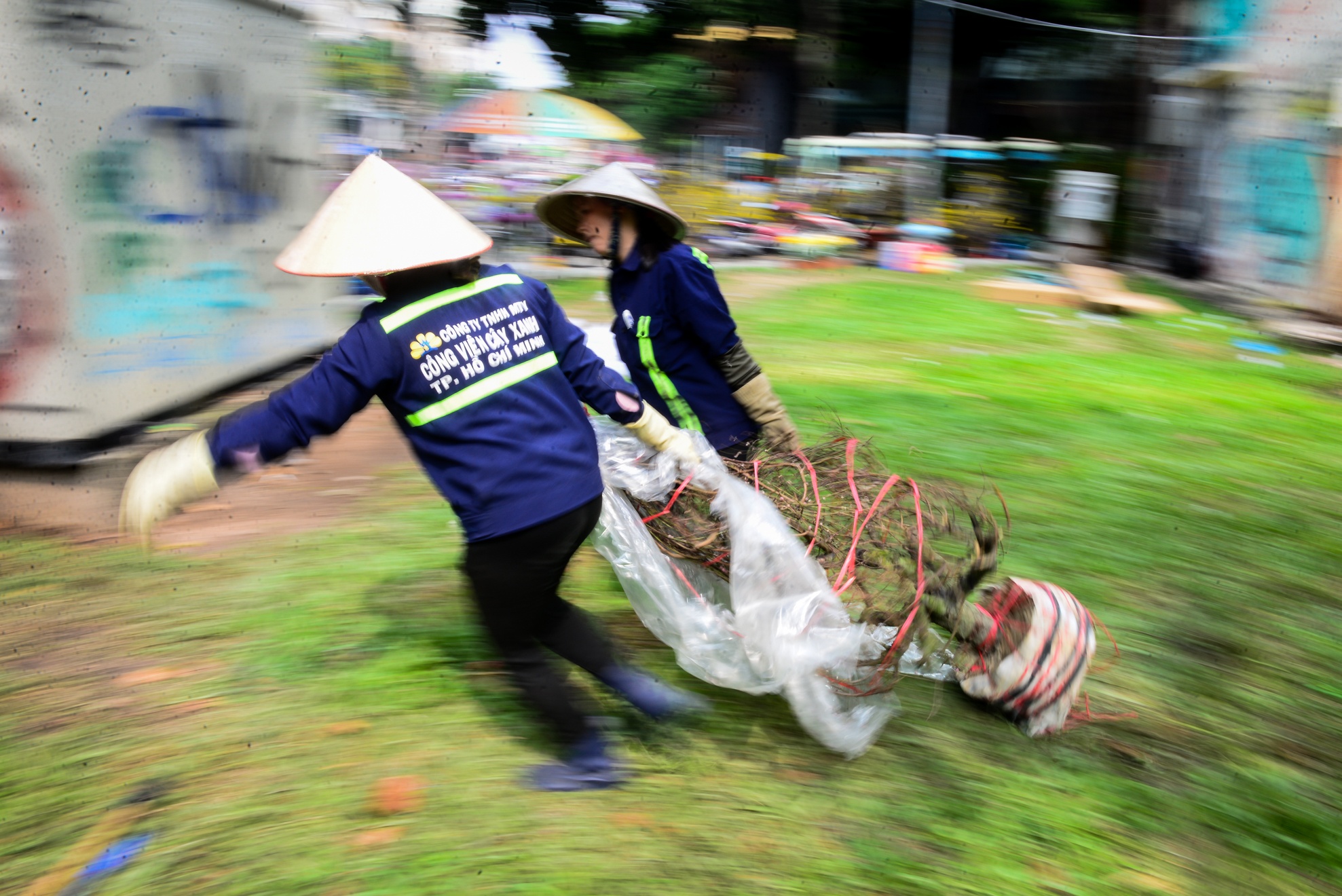 hoa tet e,  dap bo hoa tet,  hoa tet o sai gon anh 11