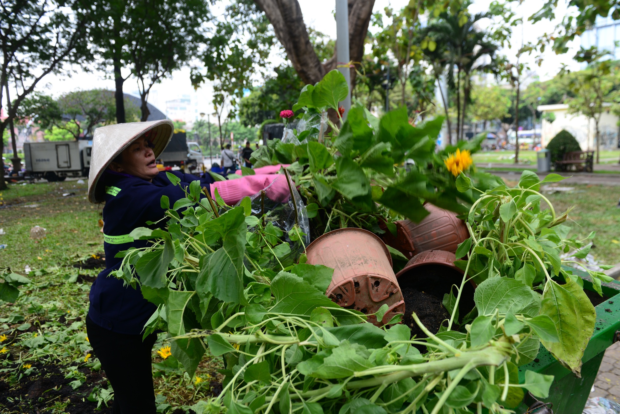 hoa tet e,  dap bo hoa tet,  hoa tet o sai gon anh 13