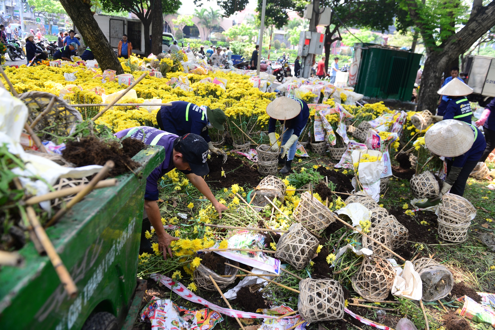 hoa tet e,  dap bo hoa tet,  hoa tet o sai gon anh 5