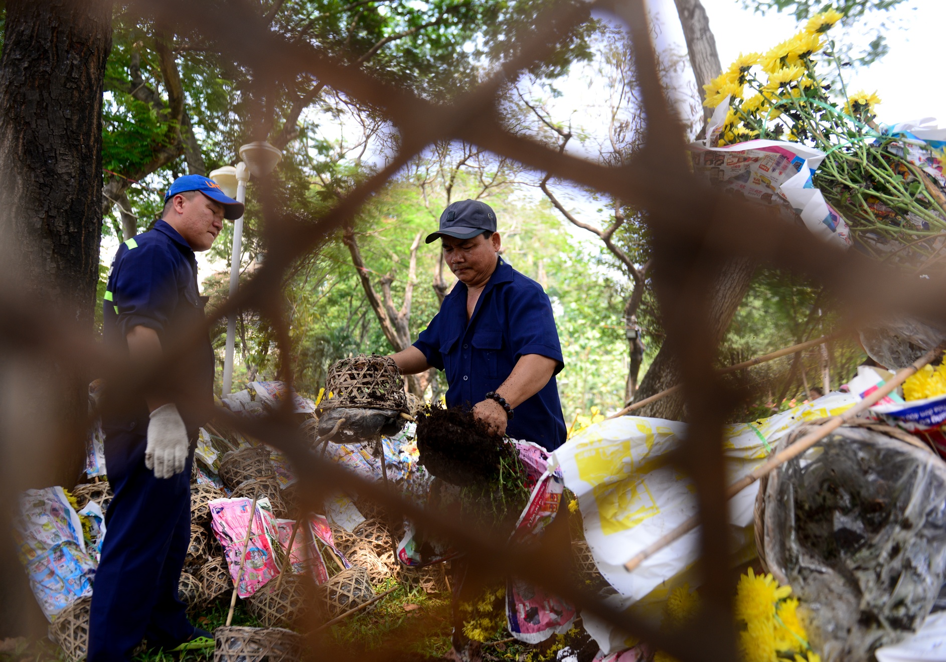 hoa tet e,  dap bo hoa tet,  hoa tet o sai gon anh 7