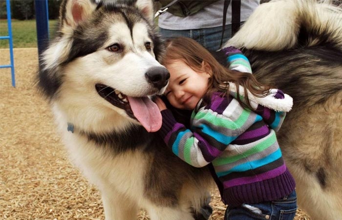 Loai cho tro thanh ban tot cua con nguoi nhu the nao? hinh anh