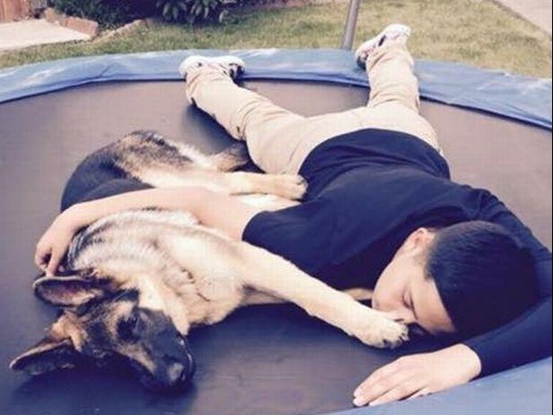 Dan mang cam dong truoc long trung thanh cua chu cho Rex hinh anh