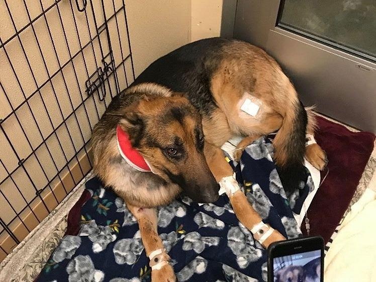 Chu cho nhan 4 phat dan vi bao ve cau chu khoi bon trom hinh anh