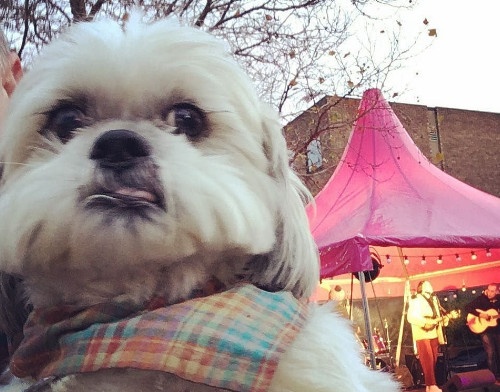 Clip chu cho tao dang chuyen nghiep nhu nguoi mau hinh anh