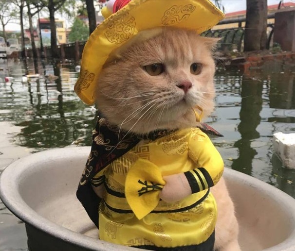 meo Hoang Thuong anh 1