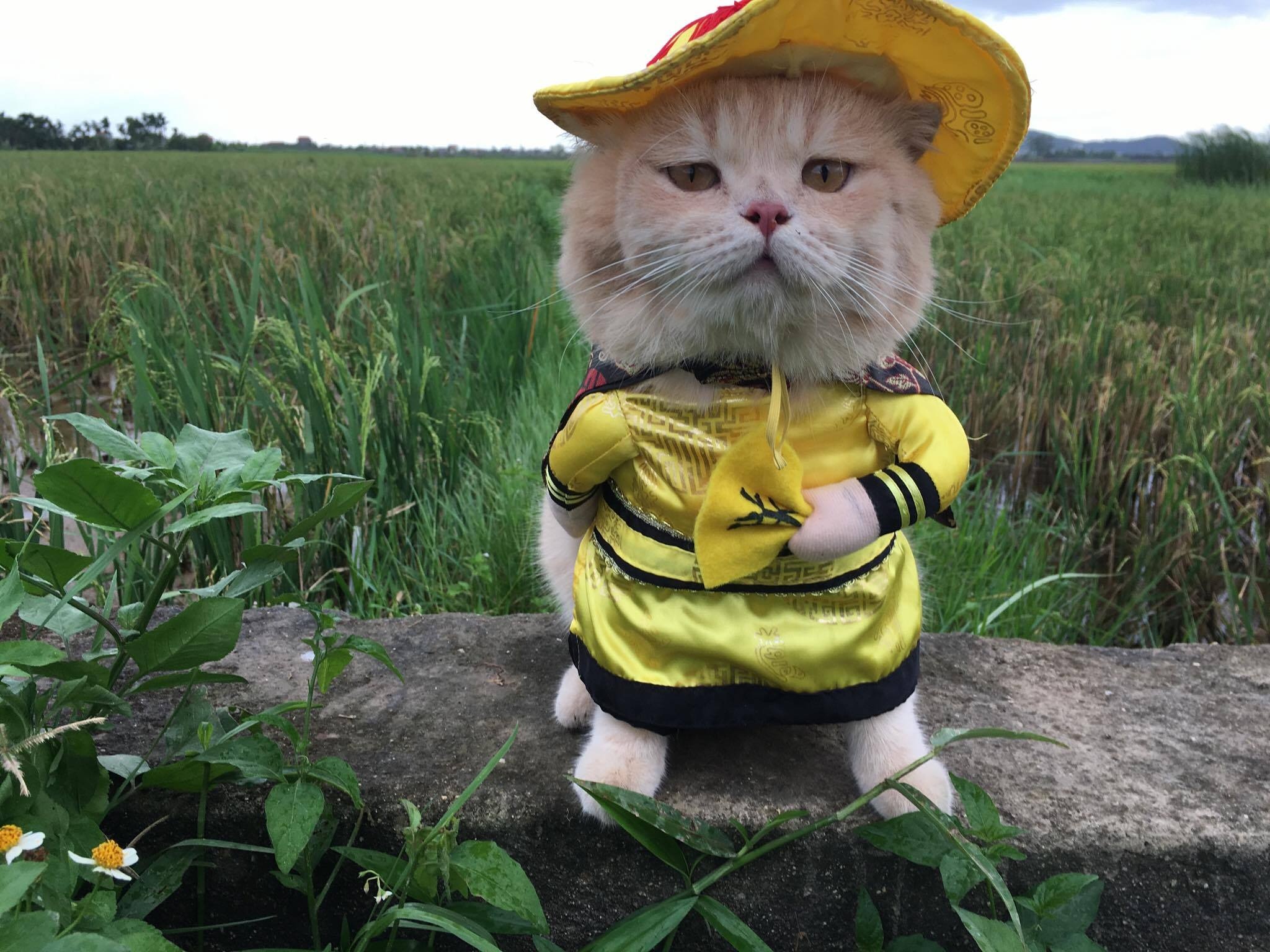 Clip 'hoang thuong' meo thi sat de dieu hinh anh