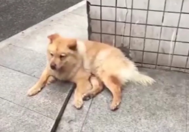 Chu cho doi chu o nha ga suot 12 tieng hinh anh