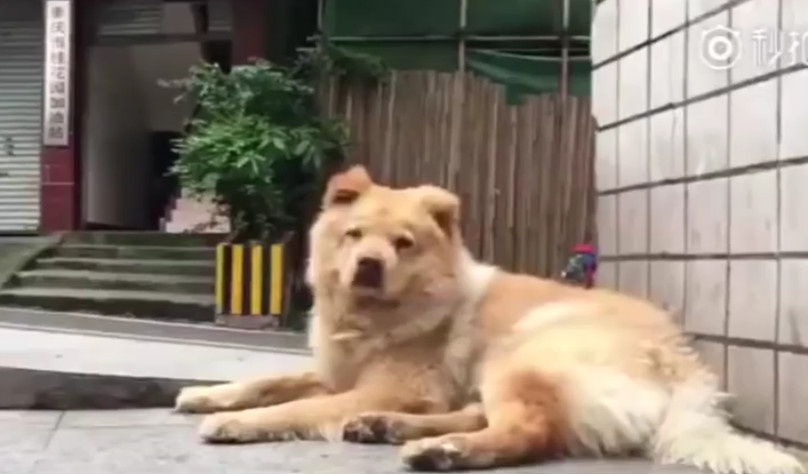 chú chó trung thành ảnh 1 chu cho trung thanh anh 1