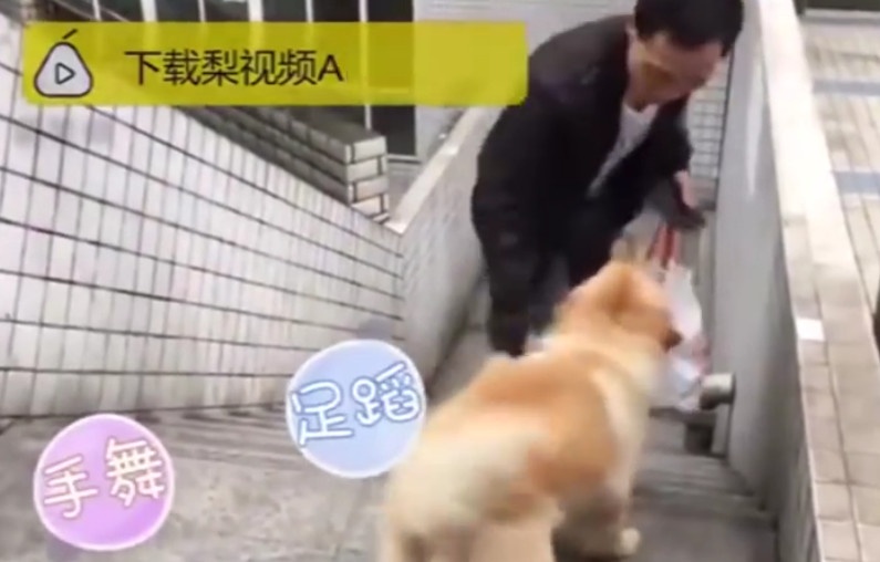 chú chó trung thành ảnh 2 chu cho trung thanh anh 2