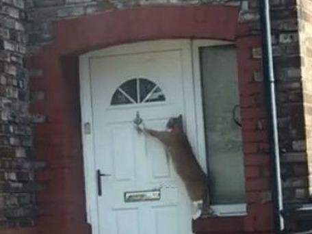 'Chu meo lich su nhat the gioi' treo len go cua xin vao nha hinh anh