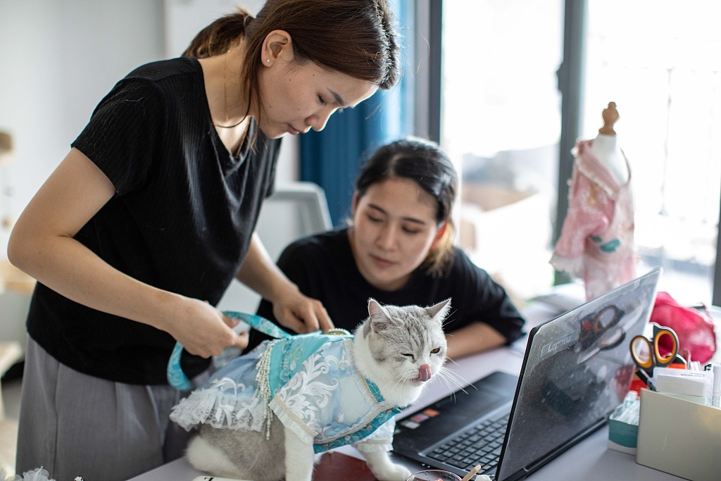 đồ cho chó mèo ảnh 5 do cho cho meo anh 5