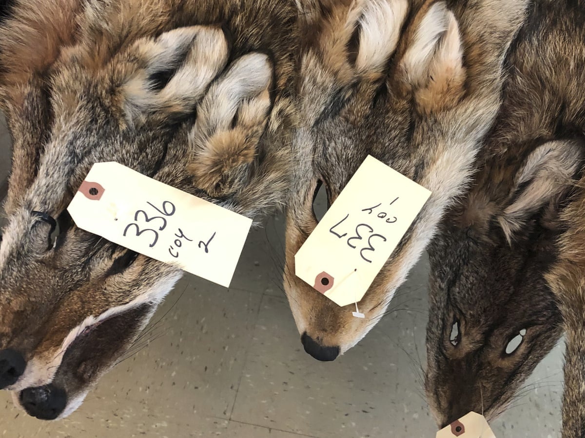 Australia huy tui da ca sau anh 2