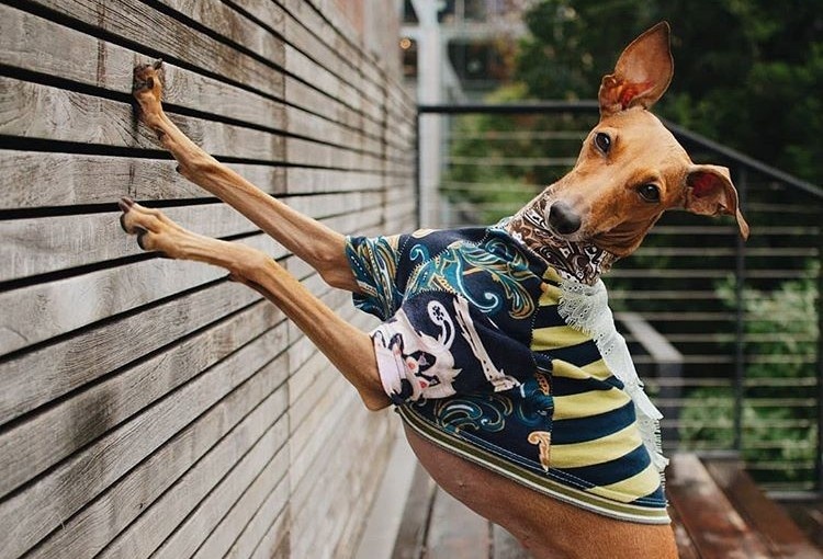 Chu cho noi tieng nho luon mac do sanh dieu hinh anh