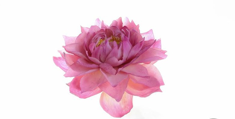 9x làm hoa giả có thể ăn được ảnh 1 9x lam hoa gia co the an duoc anh 1