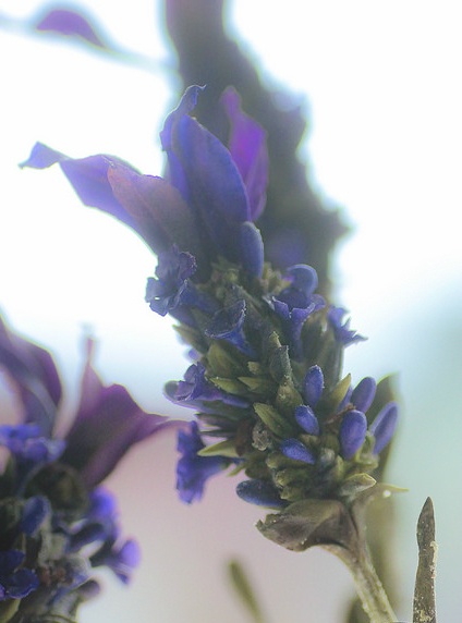 9x làm hoa giả có thể ăn được ảnh 2 9x lam hoa gia co the an duoc anh 2