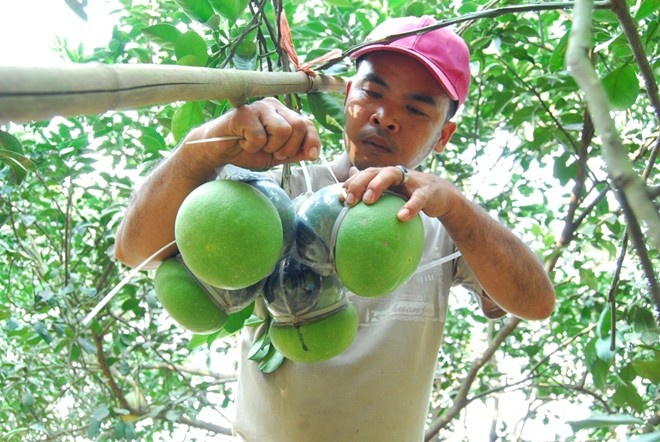 Don buoi gay ung thu, xoai boc nylon lam nong dan dieu dung hinh anh