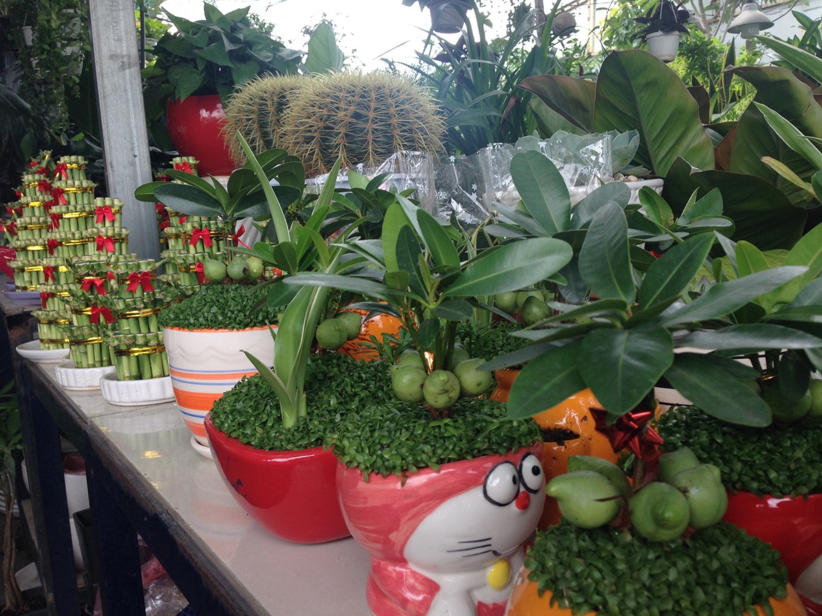 cỏ dại lên chậu thành cây phong thủy ảnh 3 co dai len chau thanh cay phong thuy anh 3