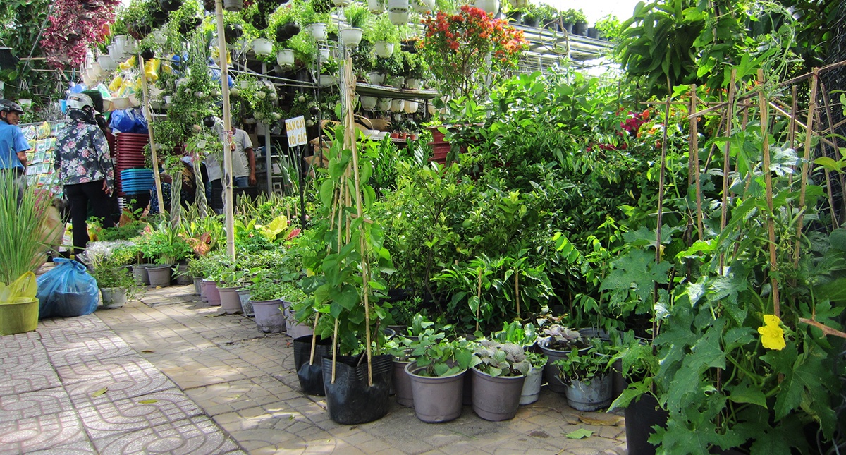 rau trồng trong chậu ảnh 1 rau trong trong chau anh 1