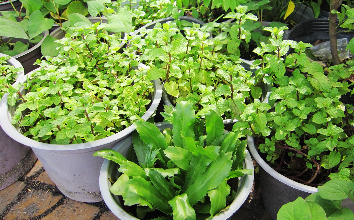 rau trồng trong chậu ảnh 2 rau trong trong chau anh 2