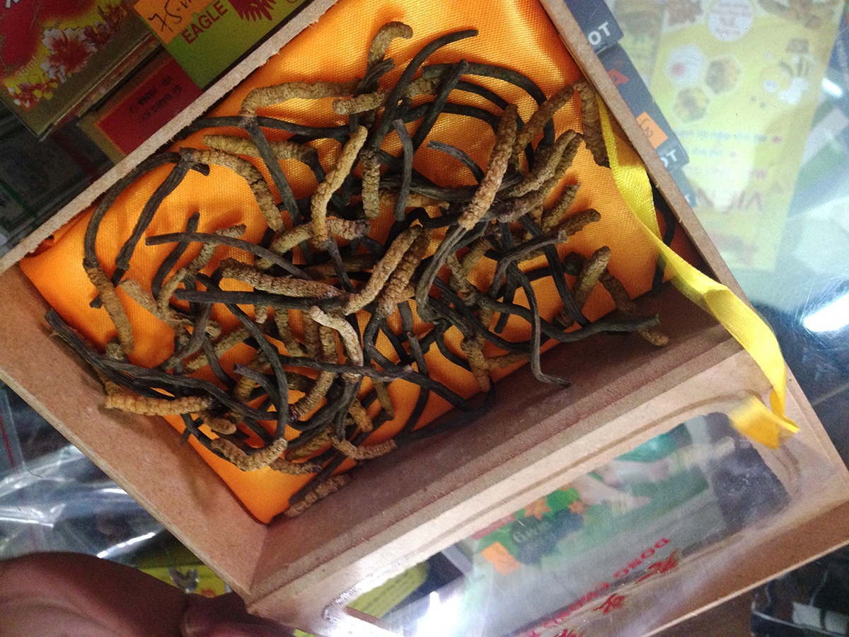 Dong trung ha thao gia 40 trieu/ kg tai Sai Gon hinh anh